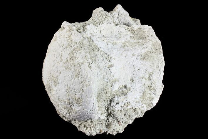 Fossil Brontotherium (Titanothere) Vertebrae - South Dakota #73225